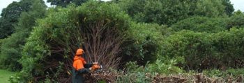 The Rhododendrons are finally being cut back!